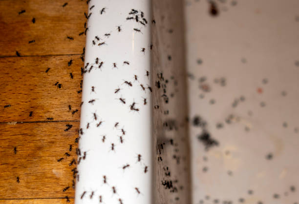 Best Best Pest Control Near Me  in Kemmerer, WY